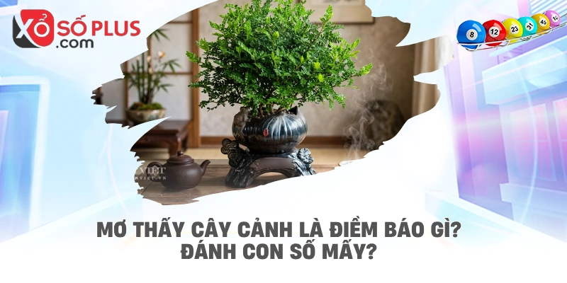 Mơ thấy cây cảnh là điềm báo gì? Đánh con số mấy?