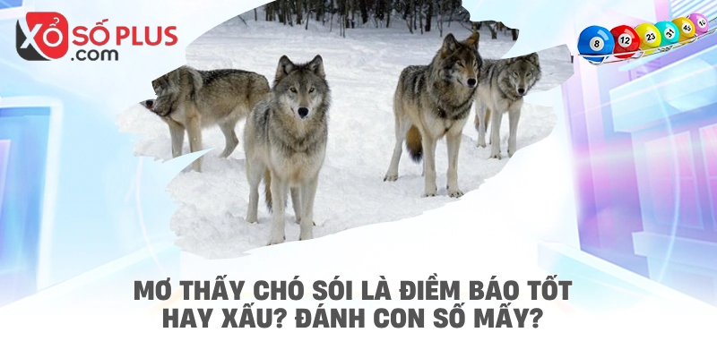 Mơ thấy chó sói là điềm báo tốt hay xấu? Đánh con số mấy?