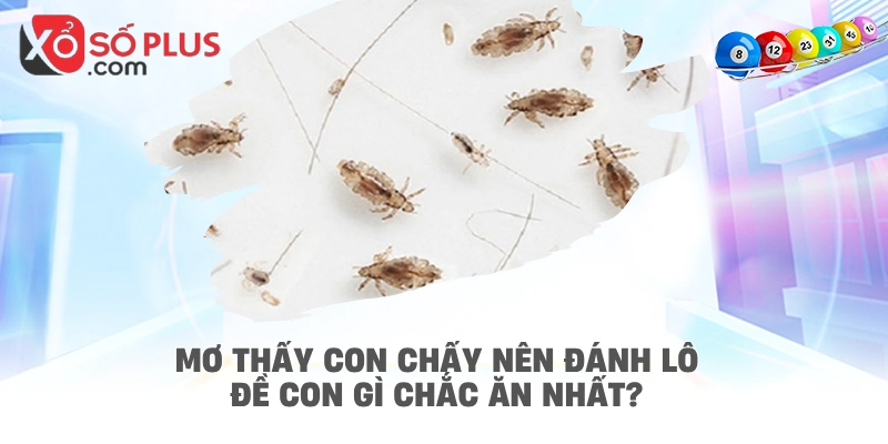 Mơ thấy con chấy nên đánh lô đề con gì chắc ăn nhất?
